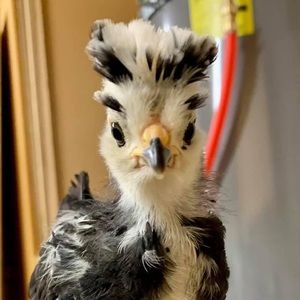 Meet your Posher, Thang